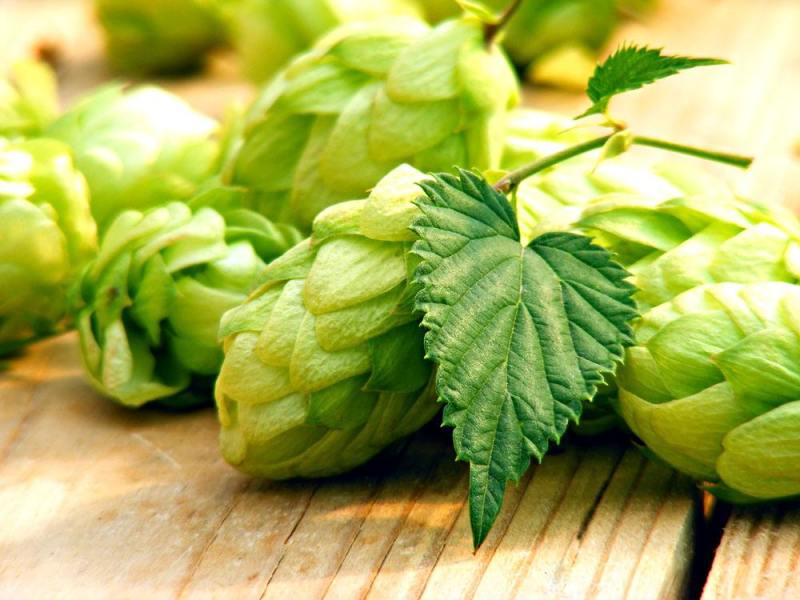 精釀啤酒 | 酒花制品的種類及特點有哪些？